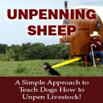 Unpenning Sheep
